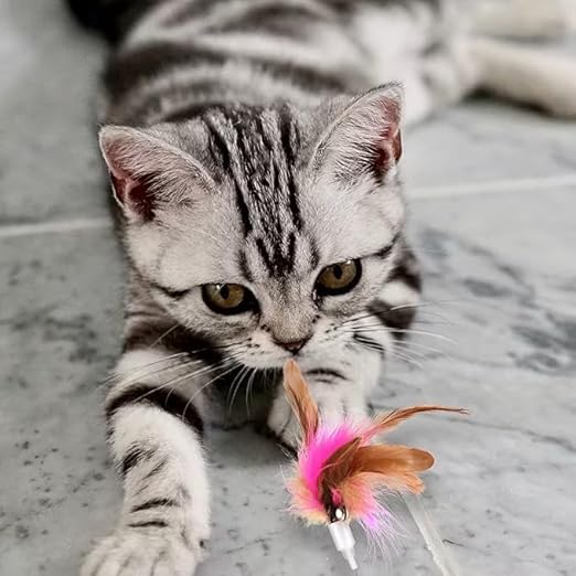 Cat Collar Toy